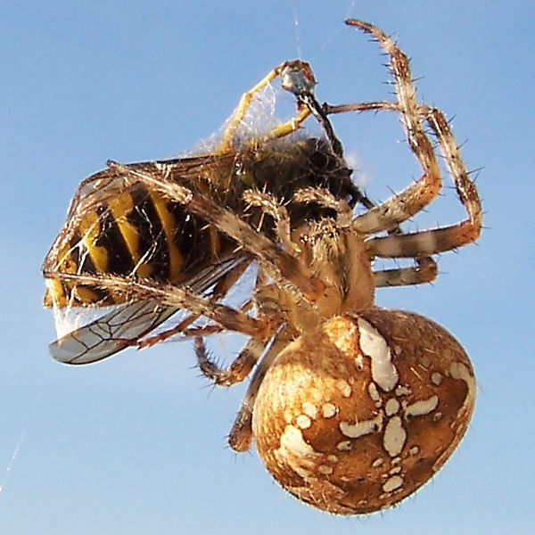 Muchas clases de araña son beneficiosas en el control de insectos y no tienen enfermedades.