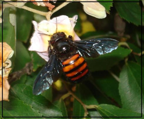 El abejorro, desestimado, temido, llevando laboriosamente su carga de flor en flor, asegura la biodiversidad que la naturaleza necesita, ¿Quién querría lastimarlo, cazarlo o fumigar?