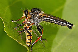Libélula posada comiendo una gran mosca.